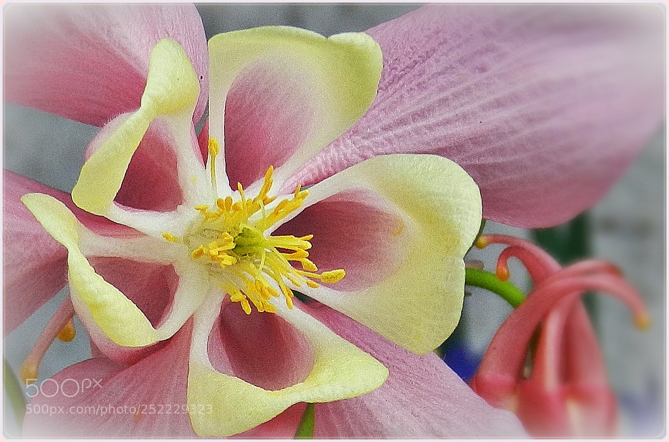 Nikon Coolpix P500 sample photo. Columbine photography