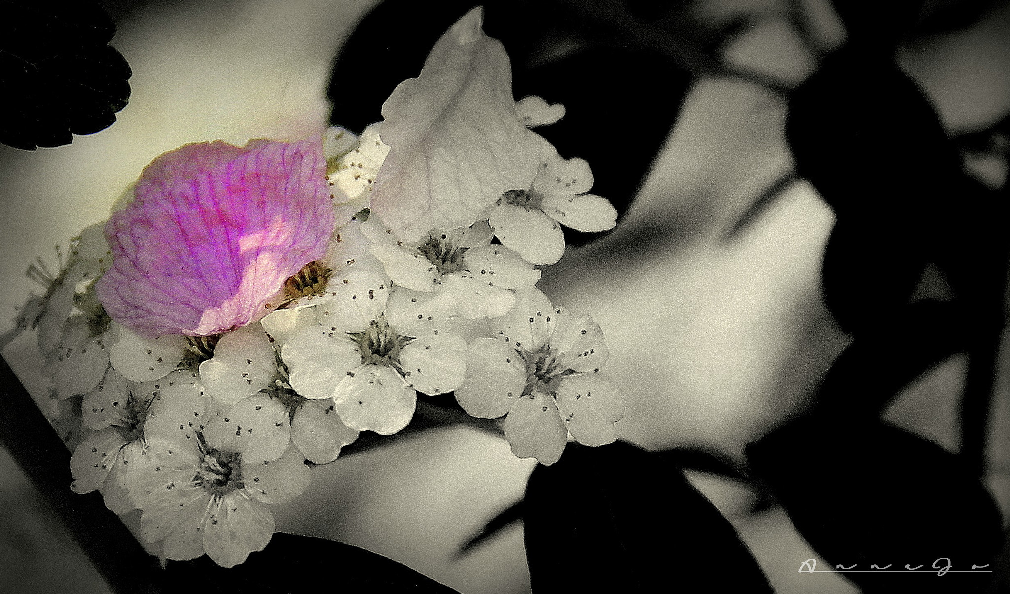 Canon EF-S 18-200mm F3.5-5.6 IS sample photo. Springtime photography