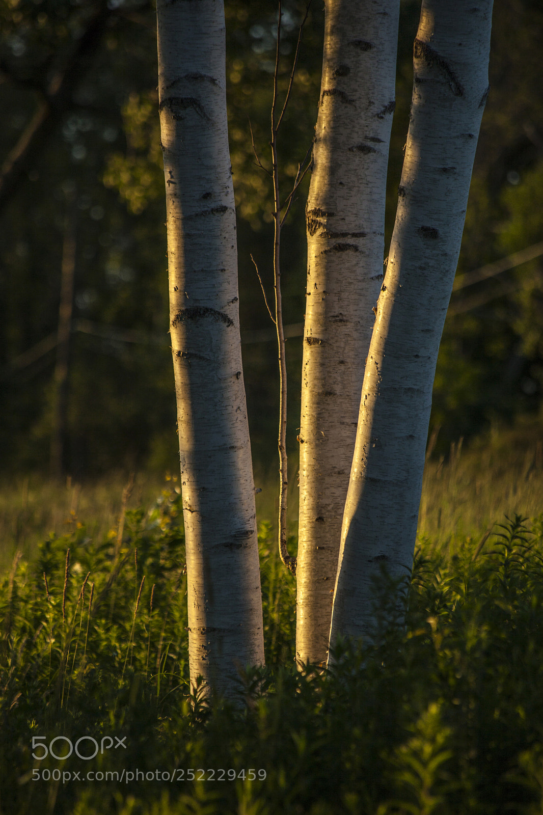 Canon EOS 5D Mark II sample photo. Natures glow photography