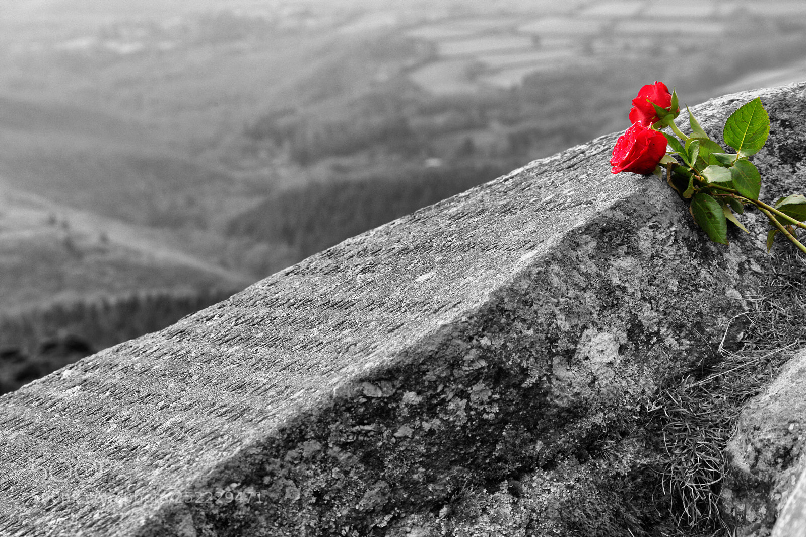 Canon EOS 5D Mark II sample photo. Dartmoor rose photography
