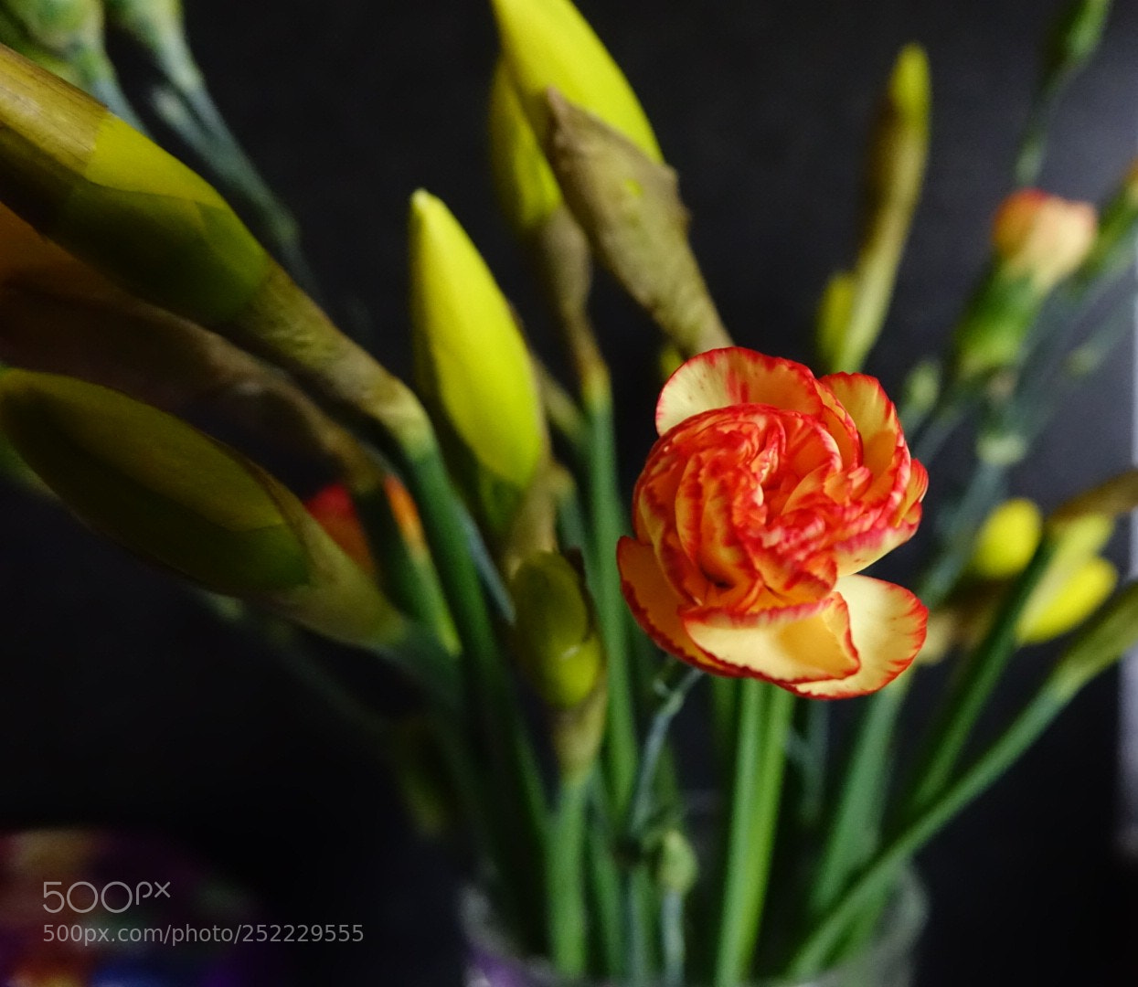 Sony Cyber-shot DSC-RX10 sample photo. Red amongst yellow photography