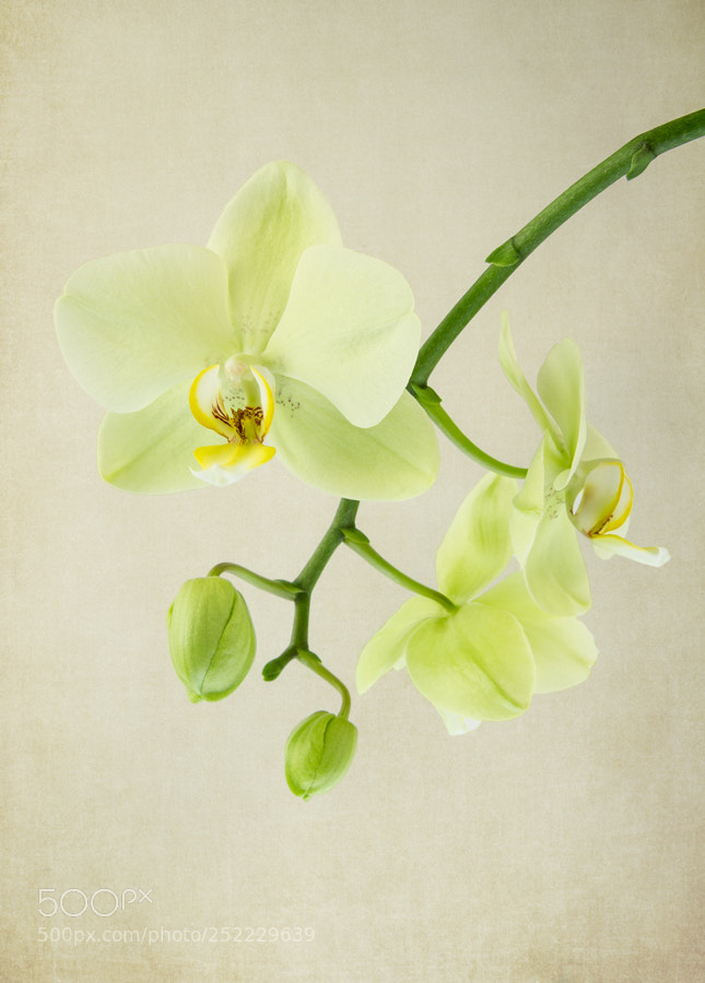 Canon EOS 7D sample photo. Orchid photography