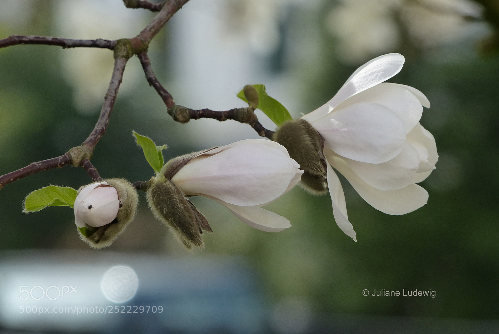 Panasonic Lumix DMC-FZ200 sample photo. Magnolien photography
