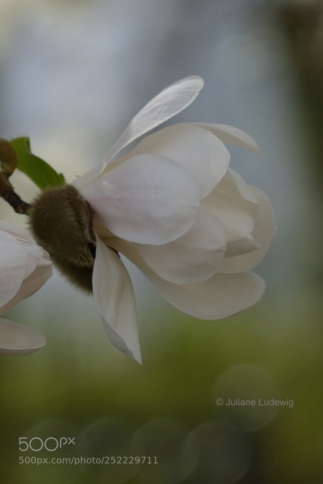 Panasonic Lumix DMC-FZ200 sample photo. Magnolien photography