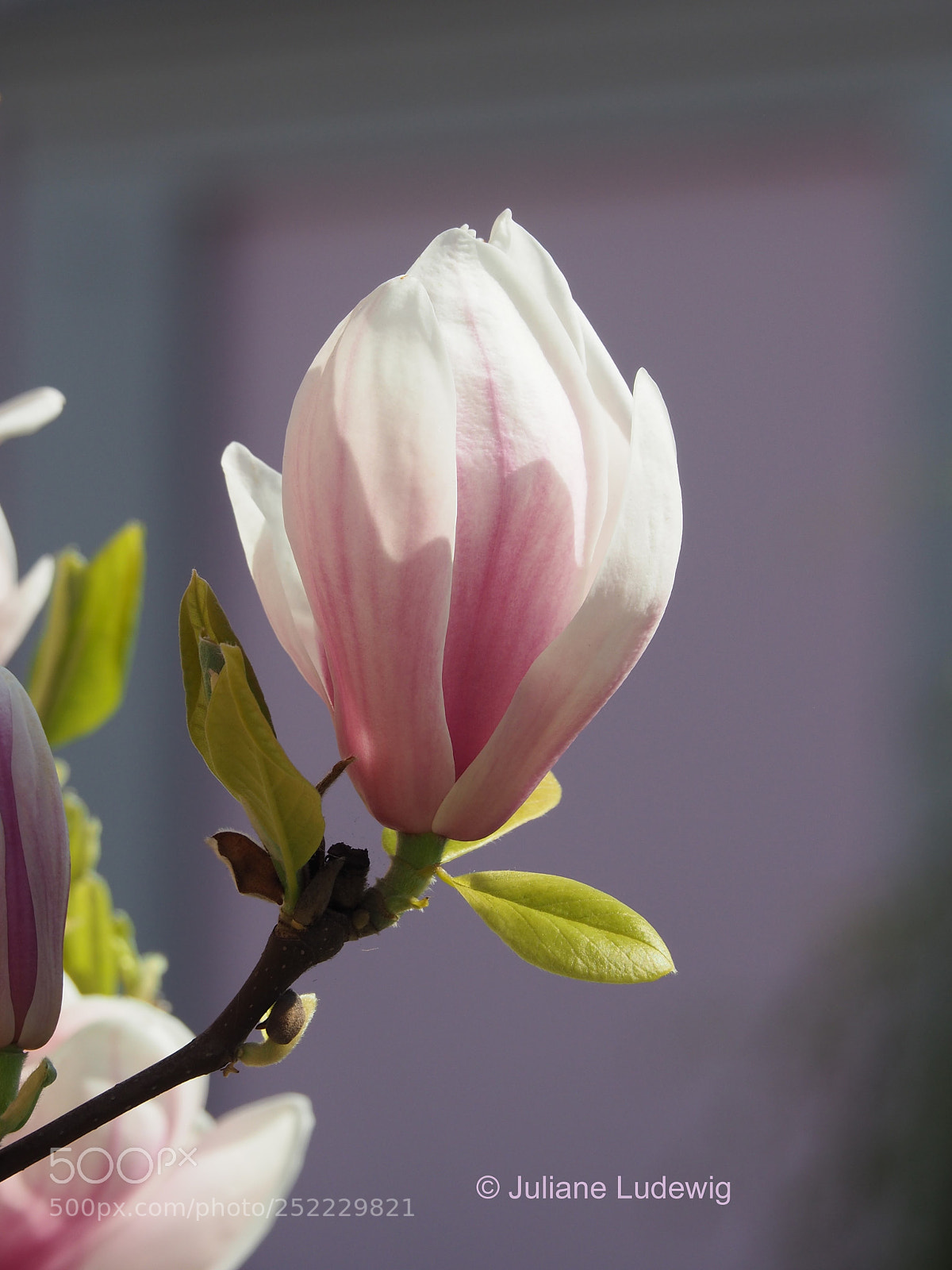 Olympus OM-D E-M10 II sample photo. Magnolien photography
