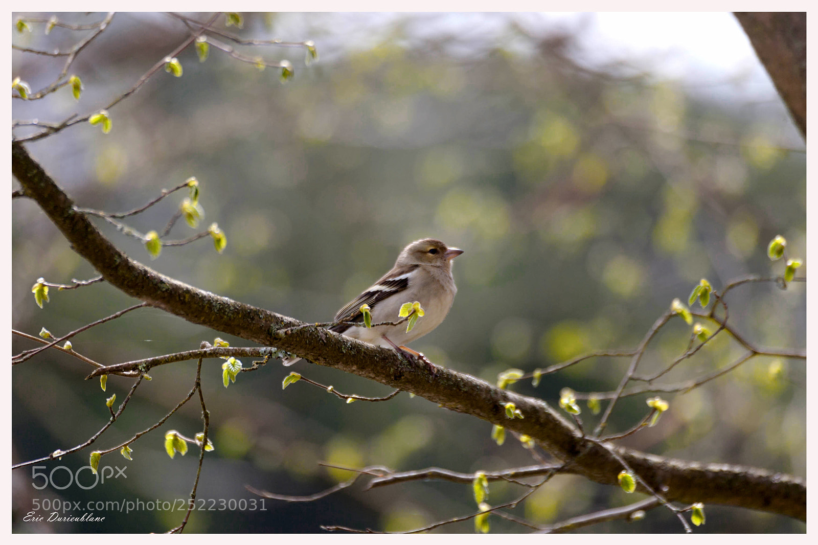 Canon EOS-1D Mark II sample photo. Untitled photography