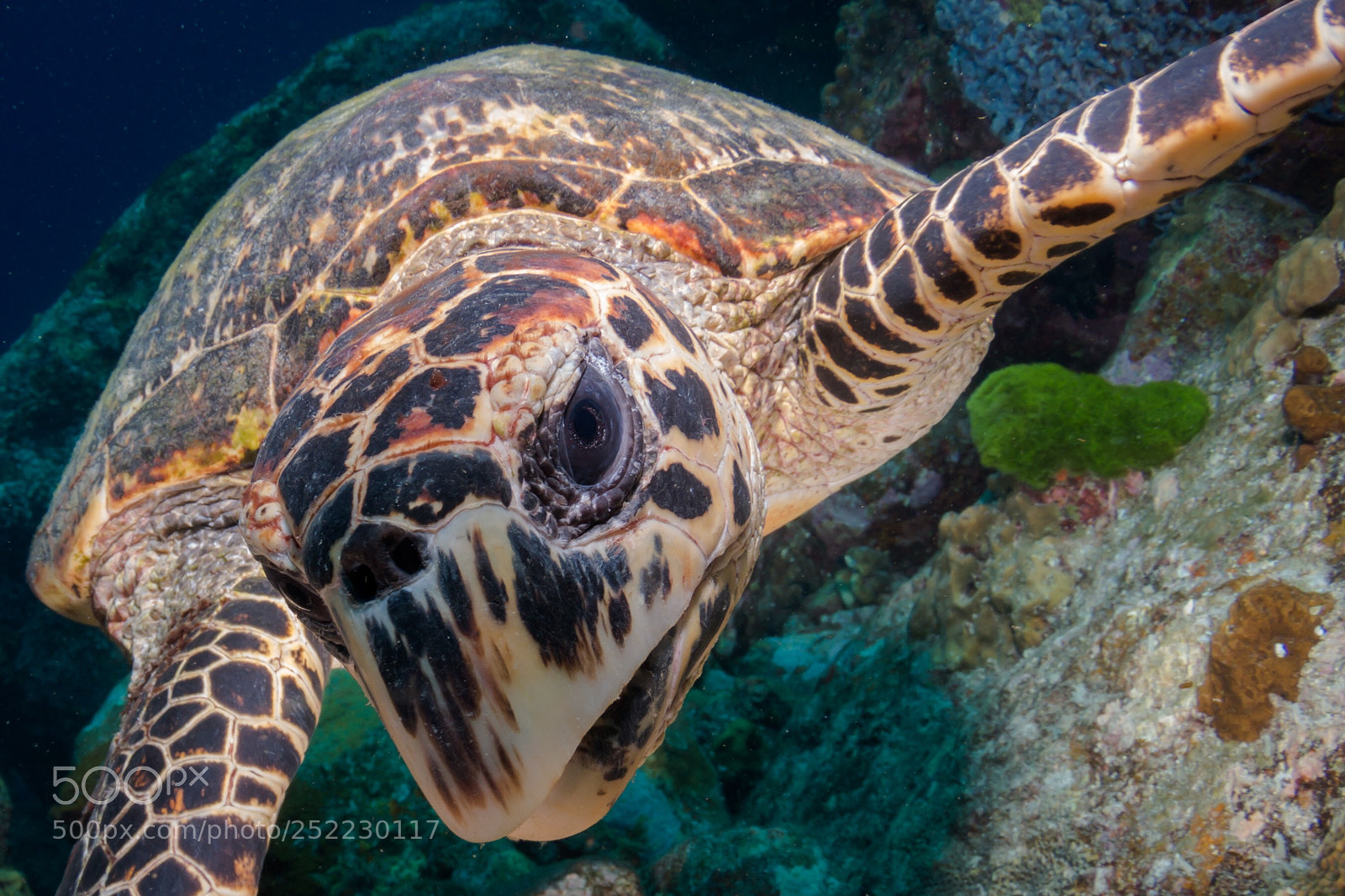 Canon EOS 70D sample photo. Turtle portrait photography
