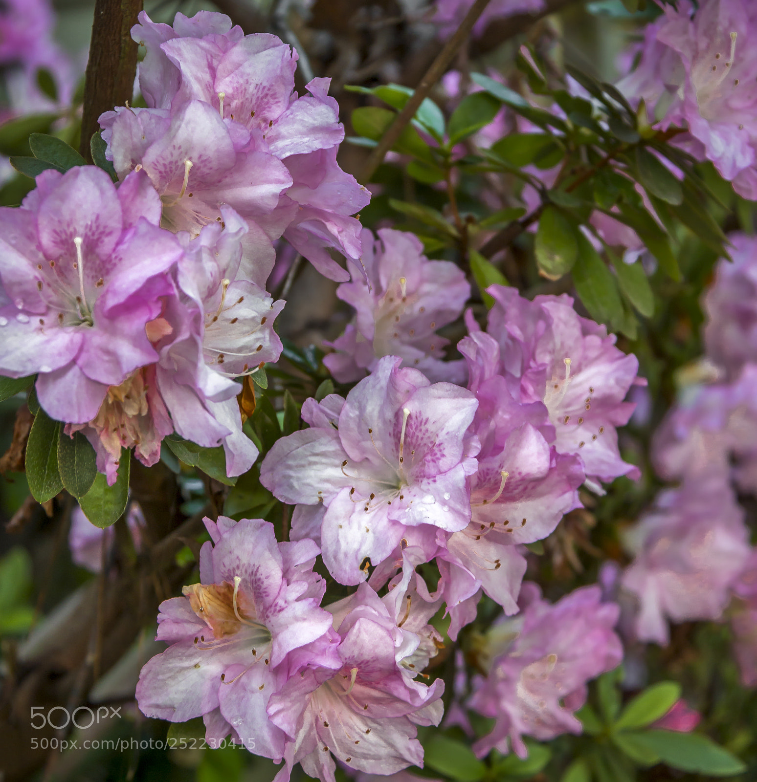 Canon EOS 70D sample photo. Rhodo backyard spring photography