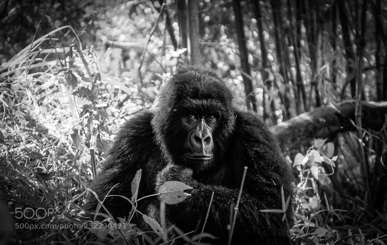 Nikon D7000 sample photo. One of the last photography