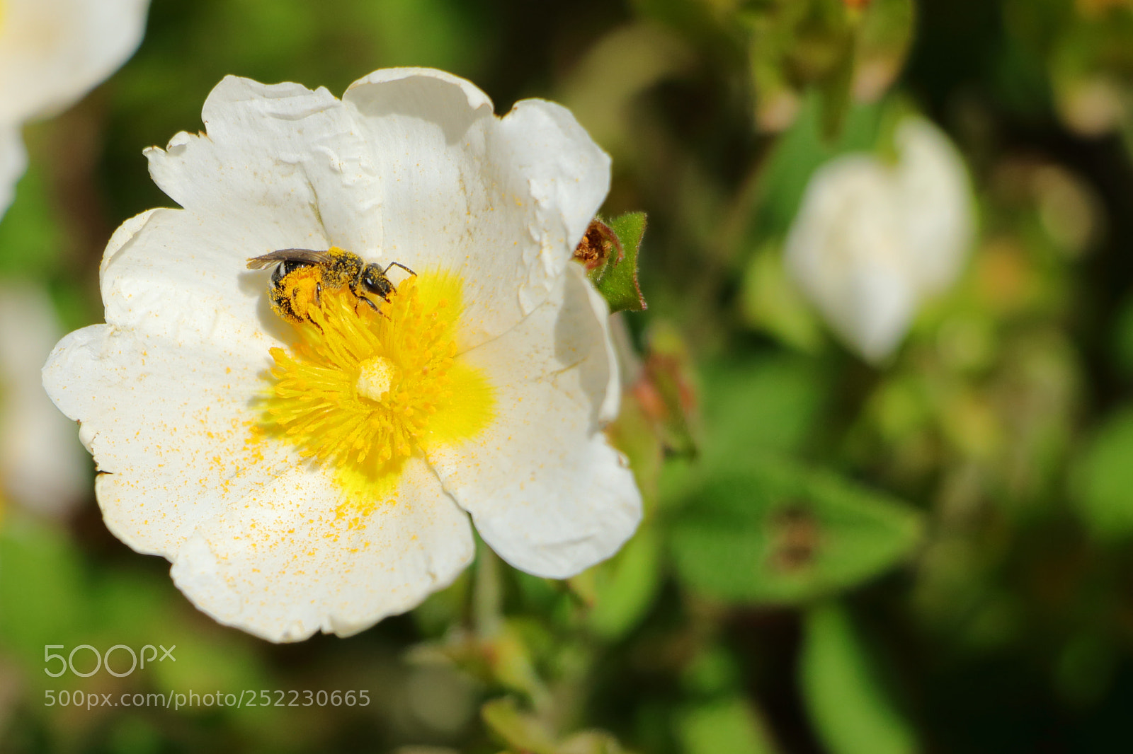 Canon EOS 70D sample photo. Bee covered in pollen photography