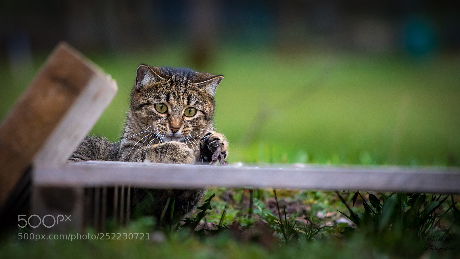 Canon EOS 6D Mark II sample photo. Nachbars´katz photography