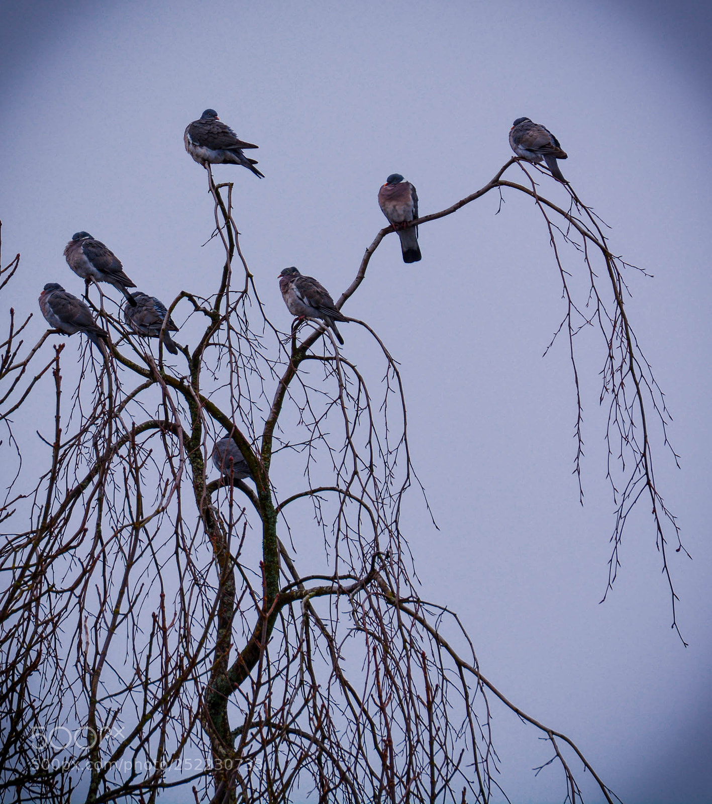 Nikon D5200 sample photo. Sleeping tree. photography