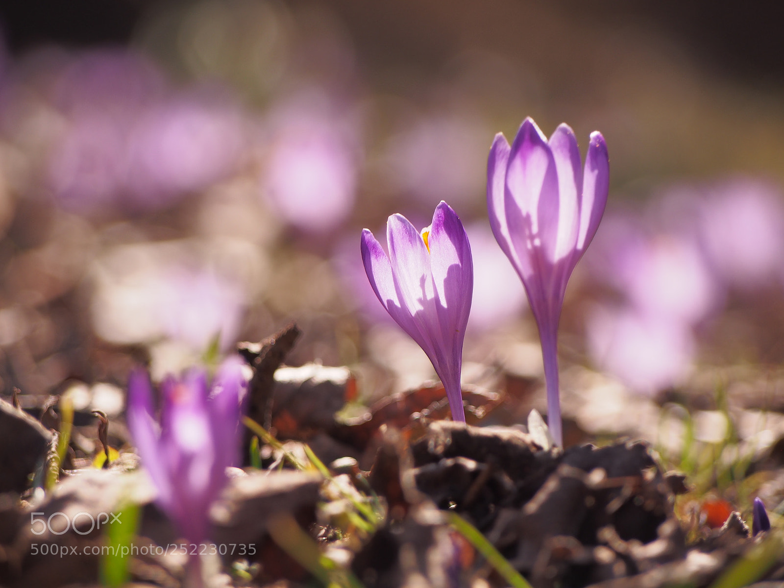 Olympus PEN E-PL5 sample photo. Springtime photography