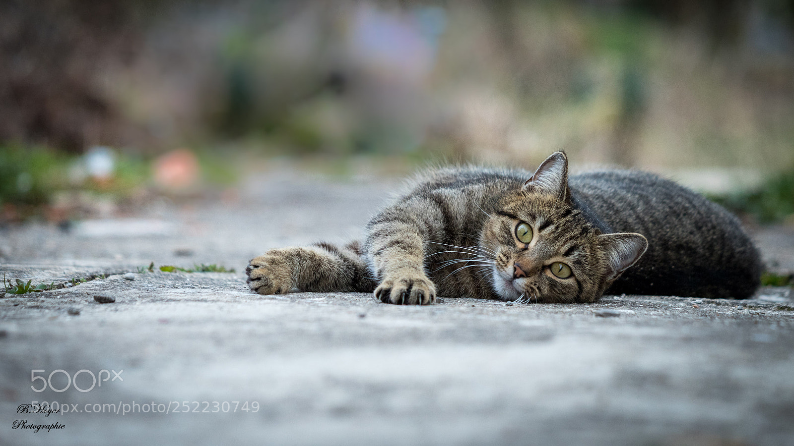 Canon EOS 6D Mark II sample photo. Nachbars´katz photography
