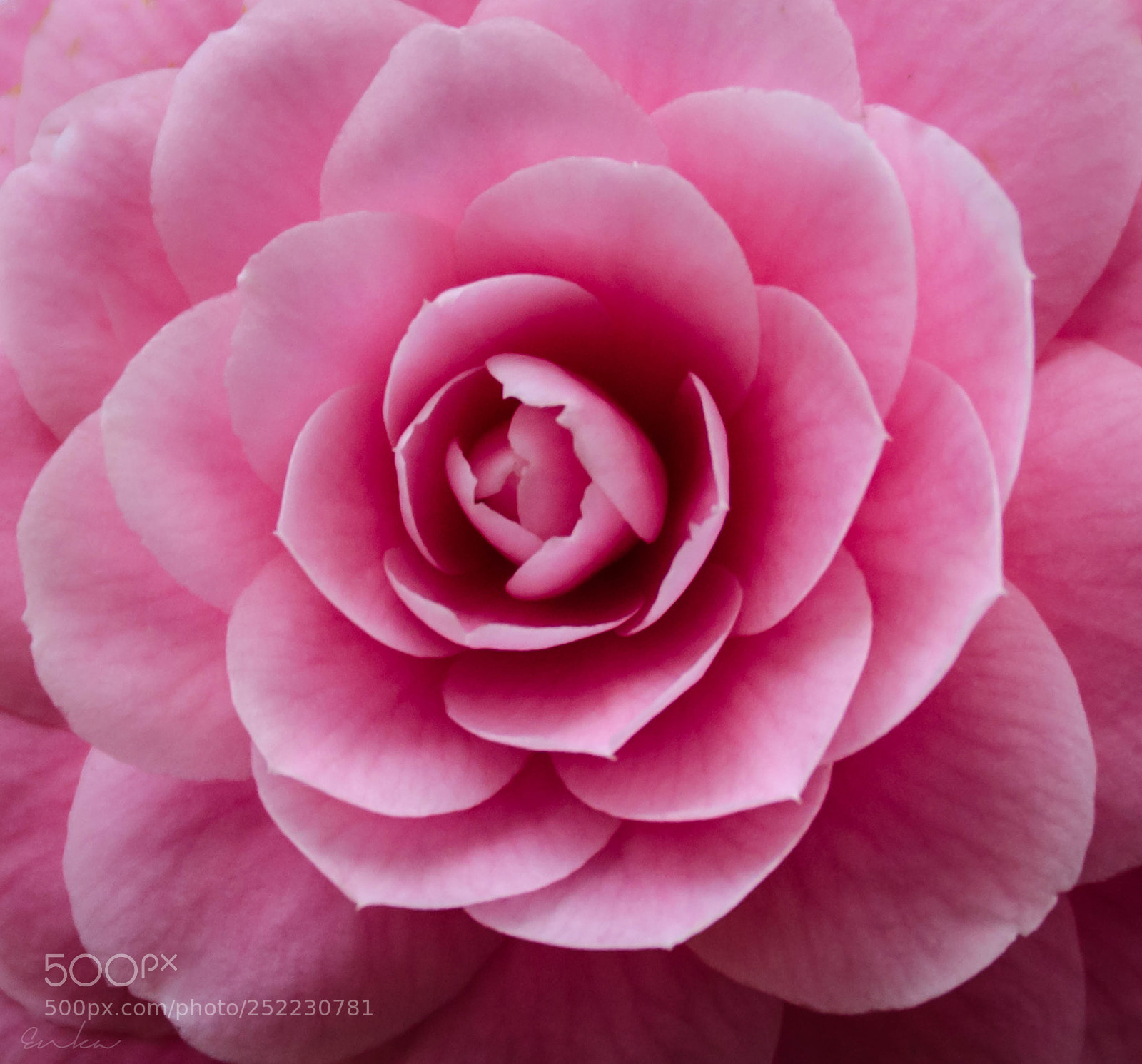 Nikon D7000 sample photo. Flor de camelia photography