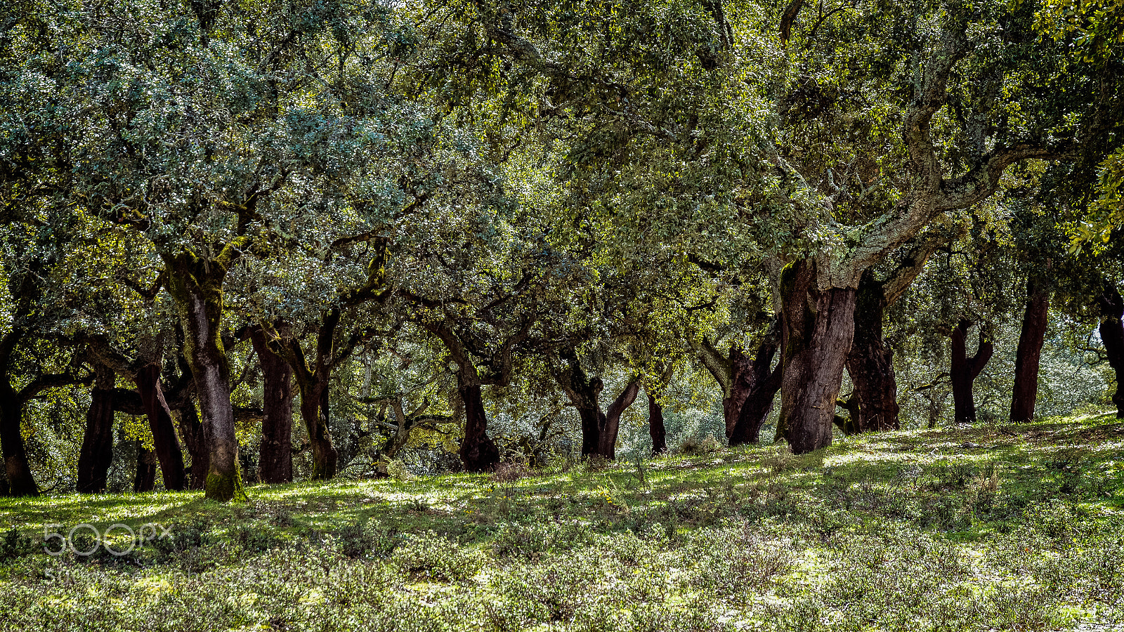 Pentax K-5 sample photo. Cork oak near aracena photography