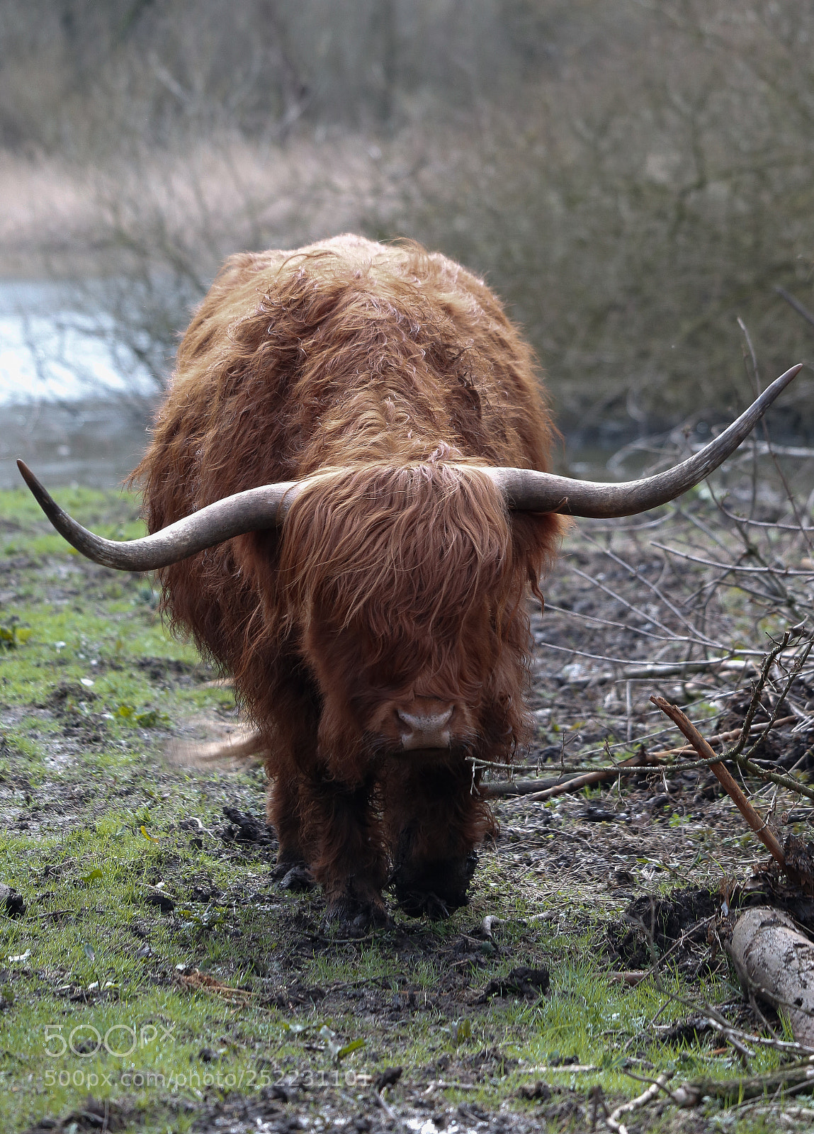 Canon EOS 750D (EOS Rebel T6i / EOS Kiss X8i) sample photo. Schotse hooglanders photography