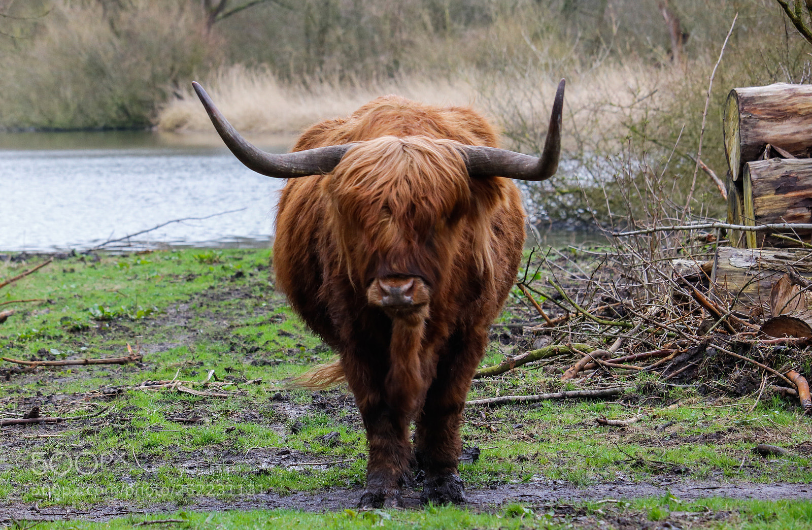 Canon EOS 750D (EOS Rebel T6i / EOS Kiss X8i) sample photo. Schotse hooglanders photography