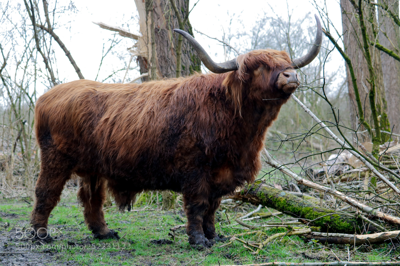 Canon EOS 750D (EOS Rebel T6i / EOS Kiss X8i) sample photo. Schotse hooglanders photography