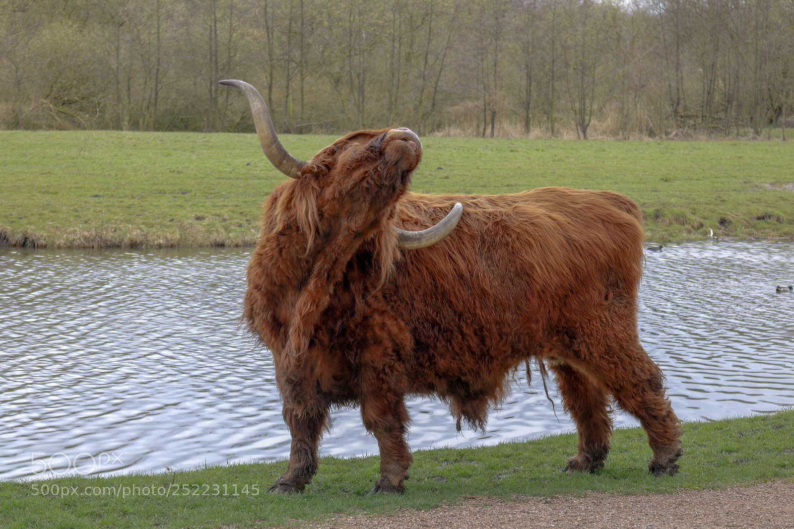 Canon EOS 750D (EOS Rebel T6i / EOS Kiss X8i) sample photo. Schotse hooglanders photography