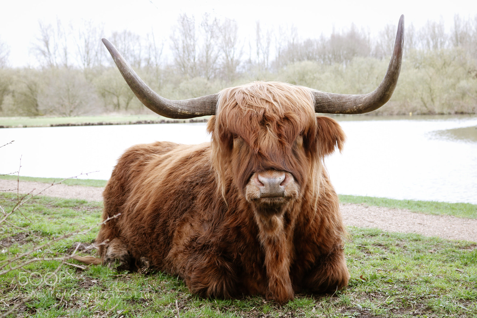 Canon EOS 750D (EOS Rebel T6i / EOS Kiss X8i) sample photo. Schotse hooglanders photography
