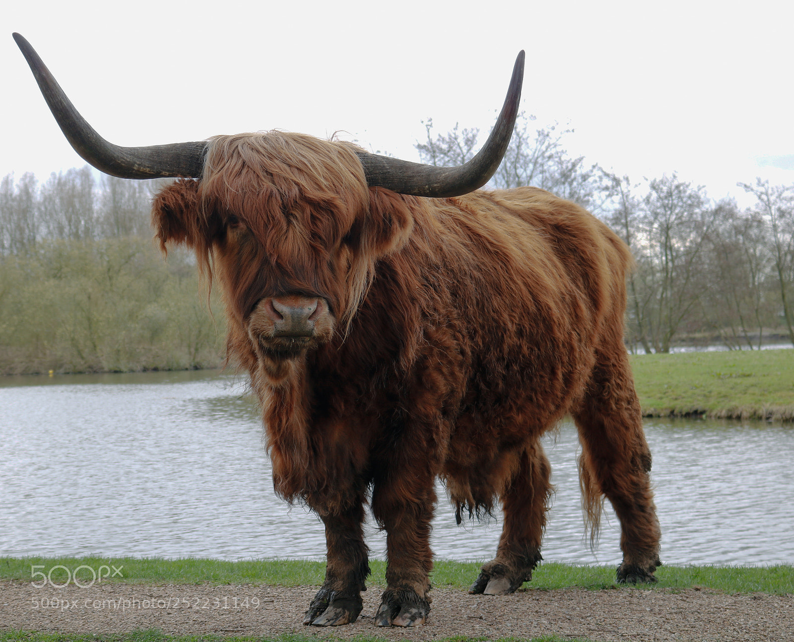 Canon EOS 750D (EOS Rebel T6i / EOS Kiss X8i) sample photo. Schotse hooglanders photography