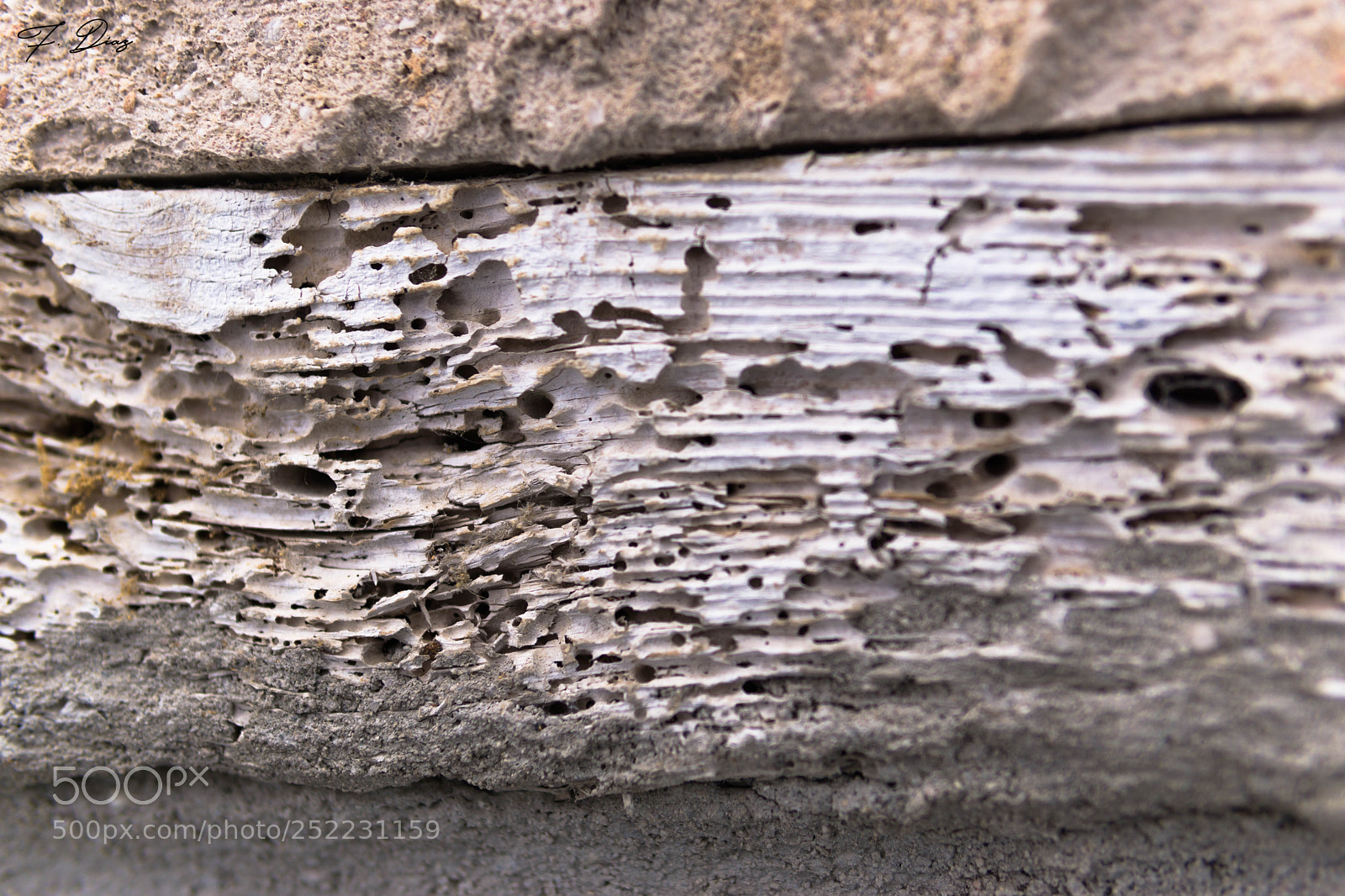 Sony a6000 sample photo. Woodworm signs photography