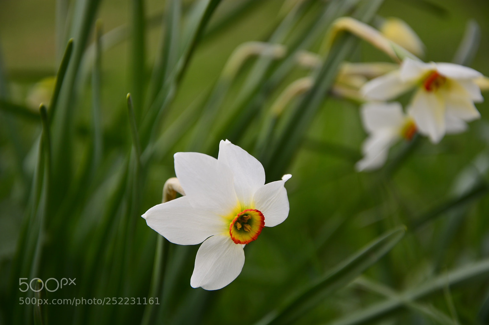 Nikon D7100 sample photo. Narcis photography