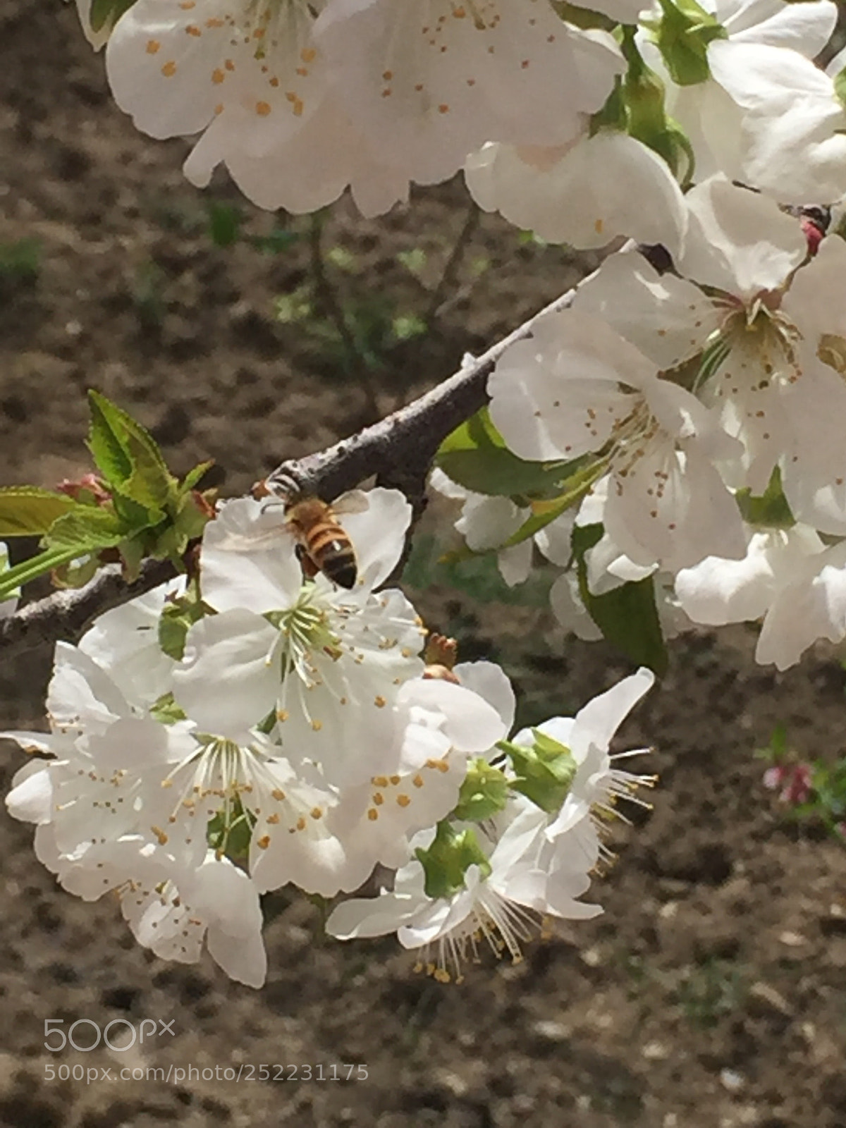 Apple iPhone 6 Plus sample photo. Untitled photography