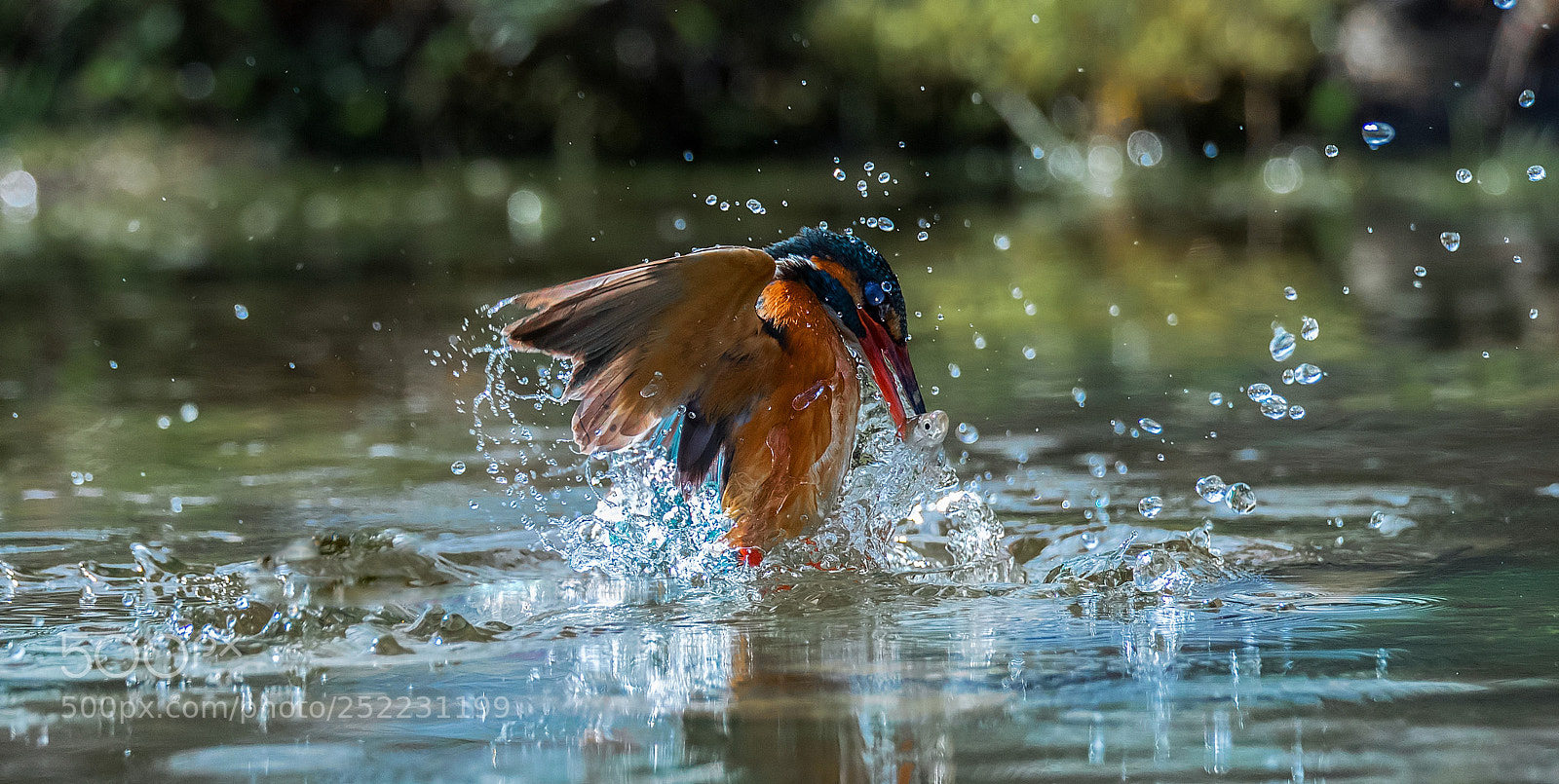 Canon EOS-1D X Mark II sample photo. Kingfisher splash vii!!!!! photography