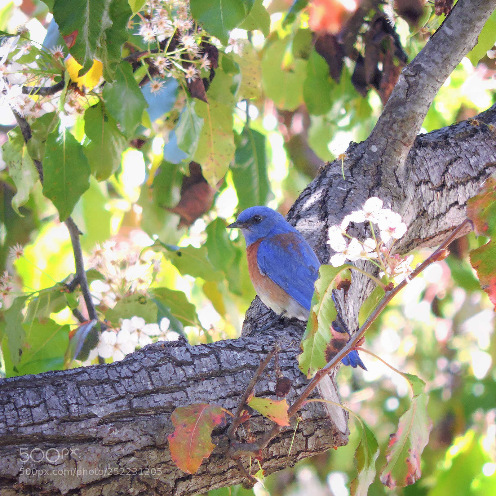 Nikon Coolpix P530 sample photo. Bluebird in an evergreen photography