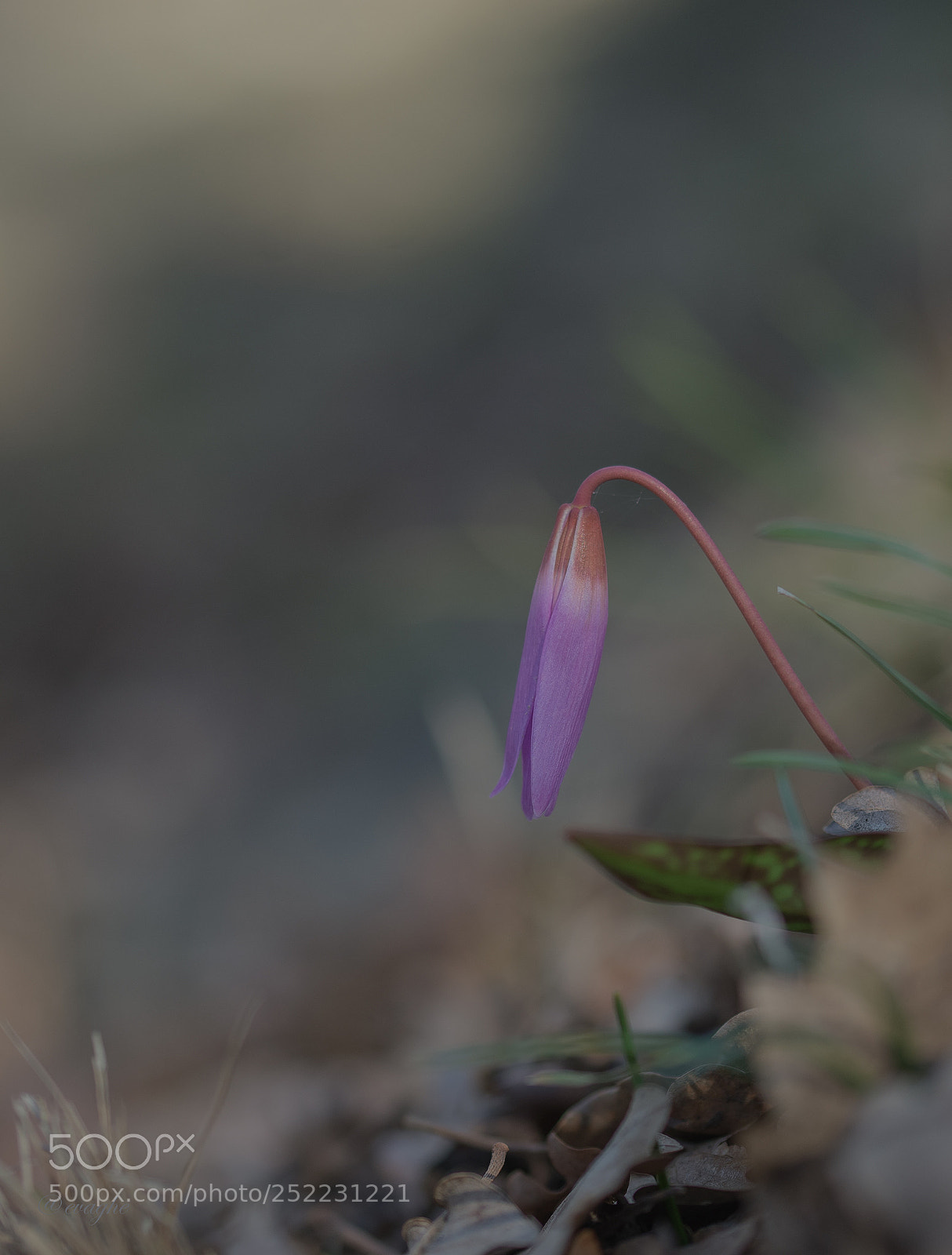 Nikon D610 sample photo. Erythronium dens canis due photography