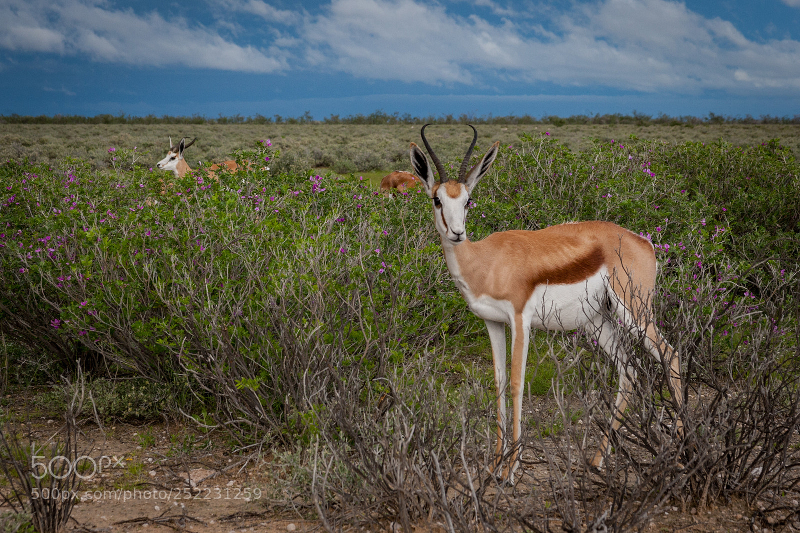 Canon EOS-1D Mark III sample photo. Springbok in the vlakte photography