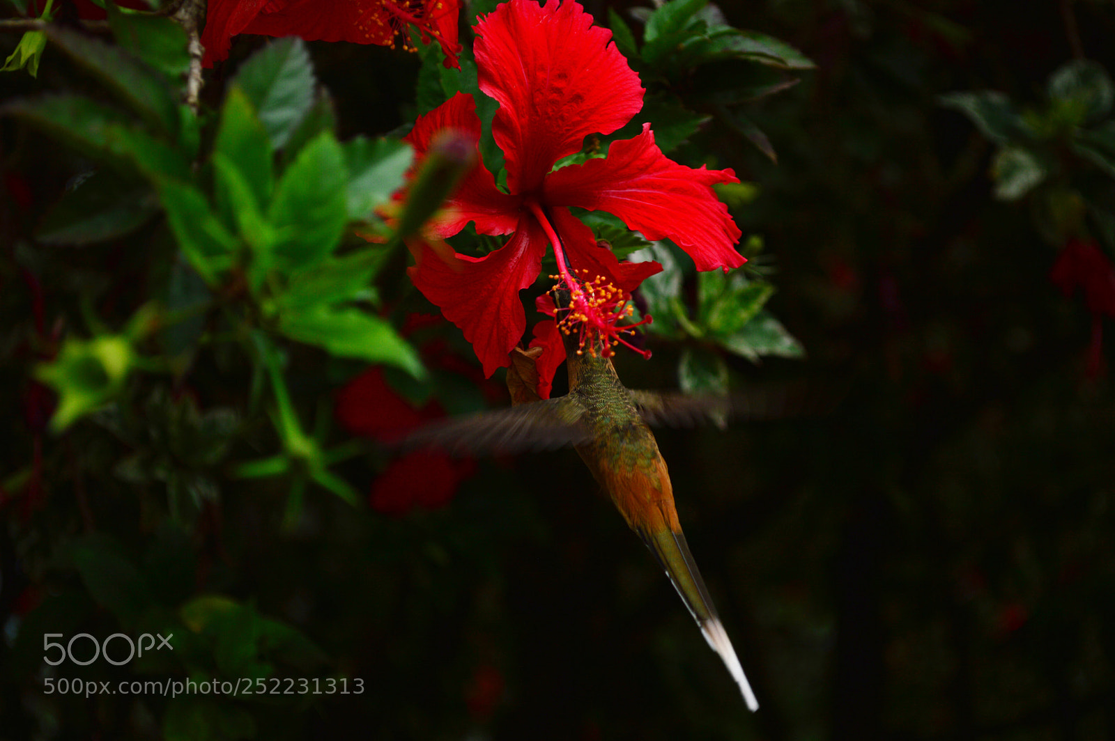 Nikon D3200 sample photo. Untitled photography
