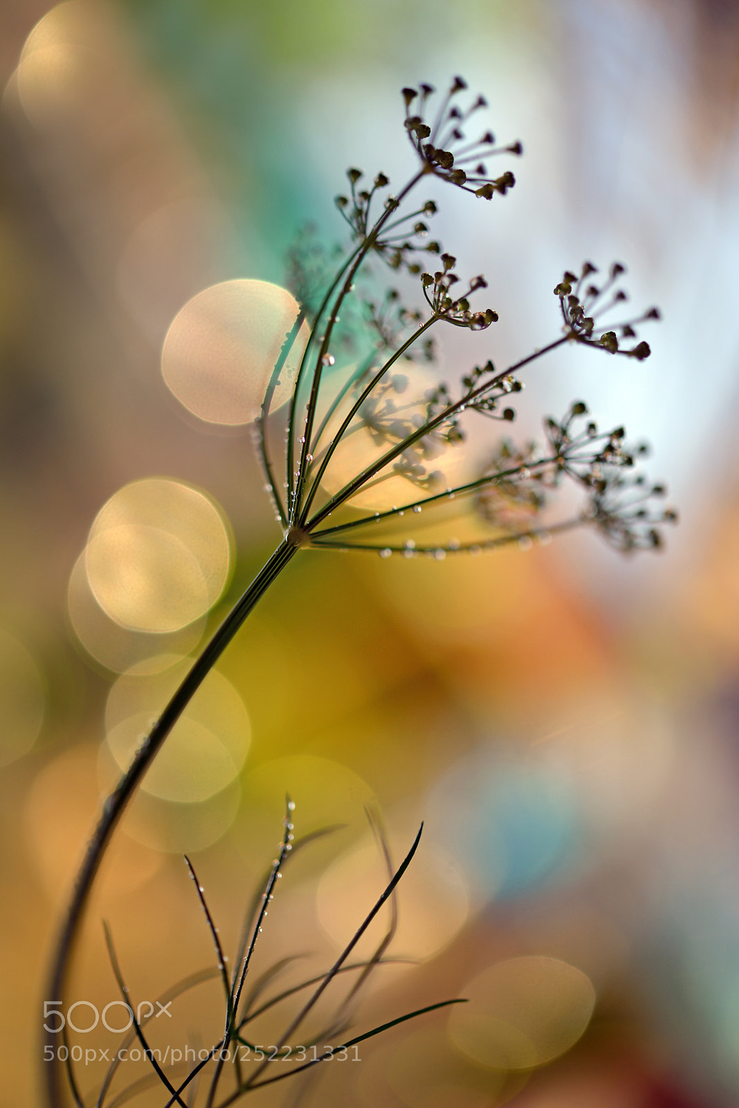 Nikon D600 sample photo. Dill photography