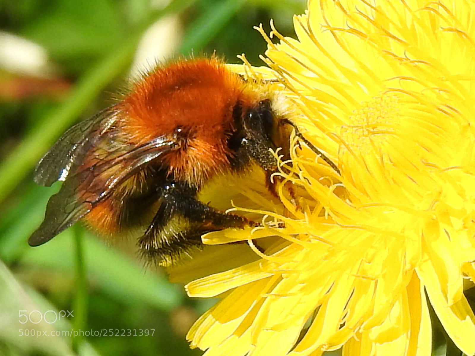Nikon Coolpix P900 sample photo. Bumblebee photography