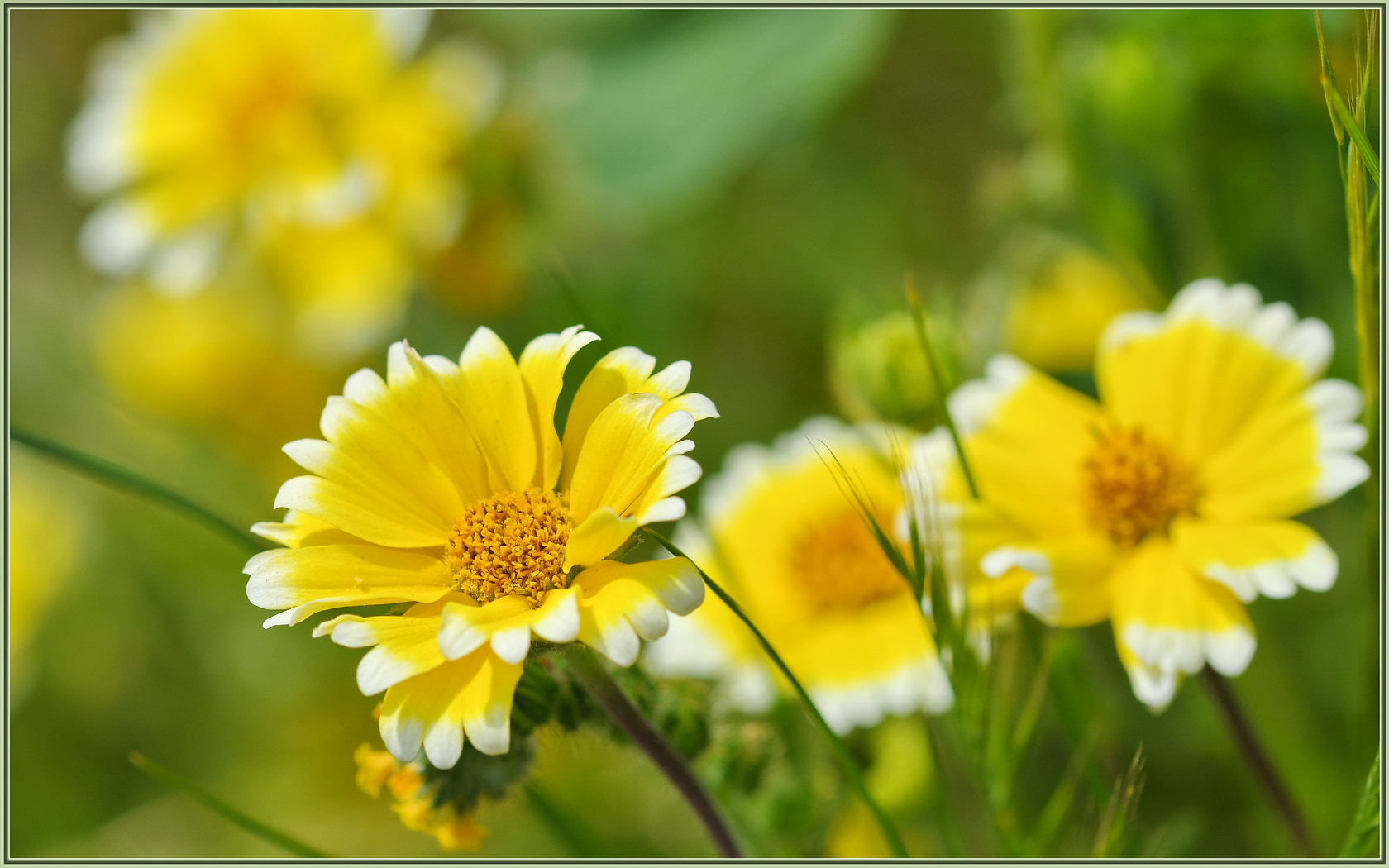 Sigma 105mm F2.8 EX DG OS HSM sample photo. The tidiest of tips photography