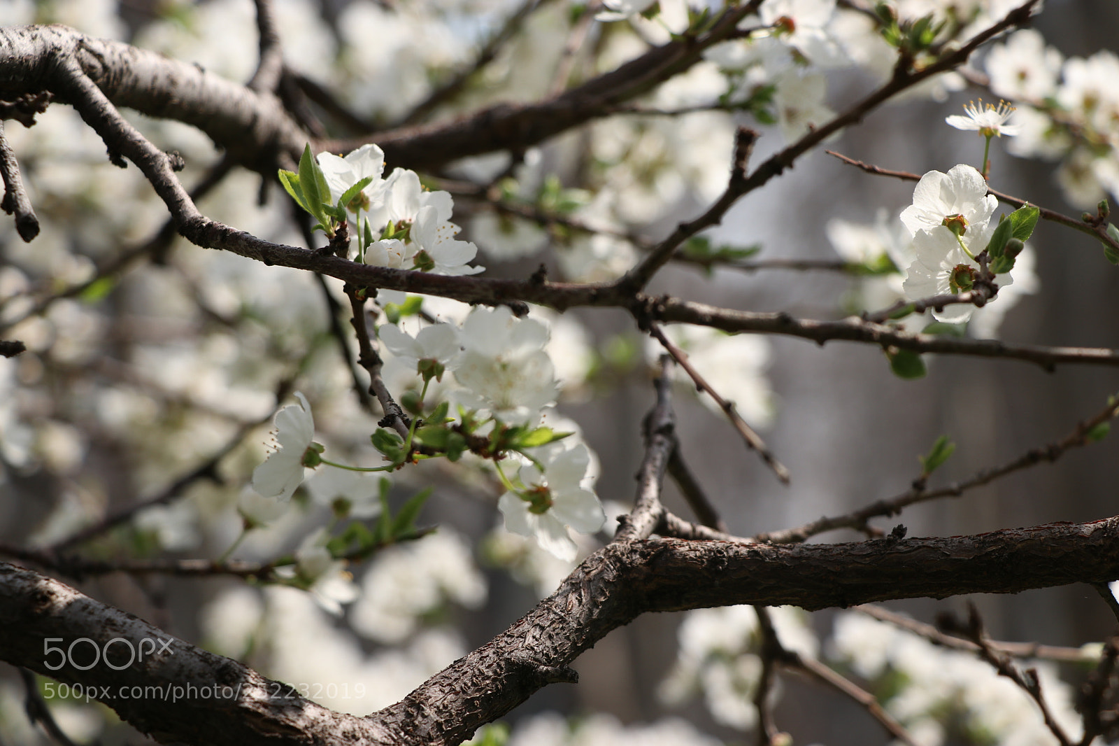 Canon EOS 80D sample photo. Spring photography