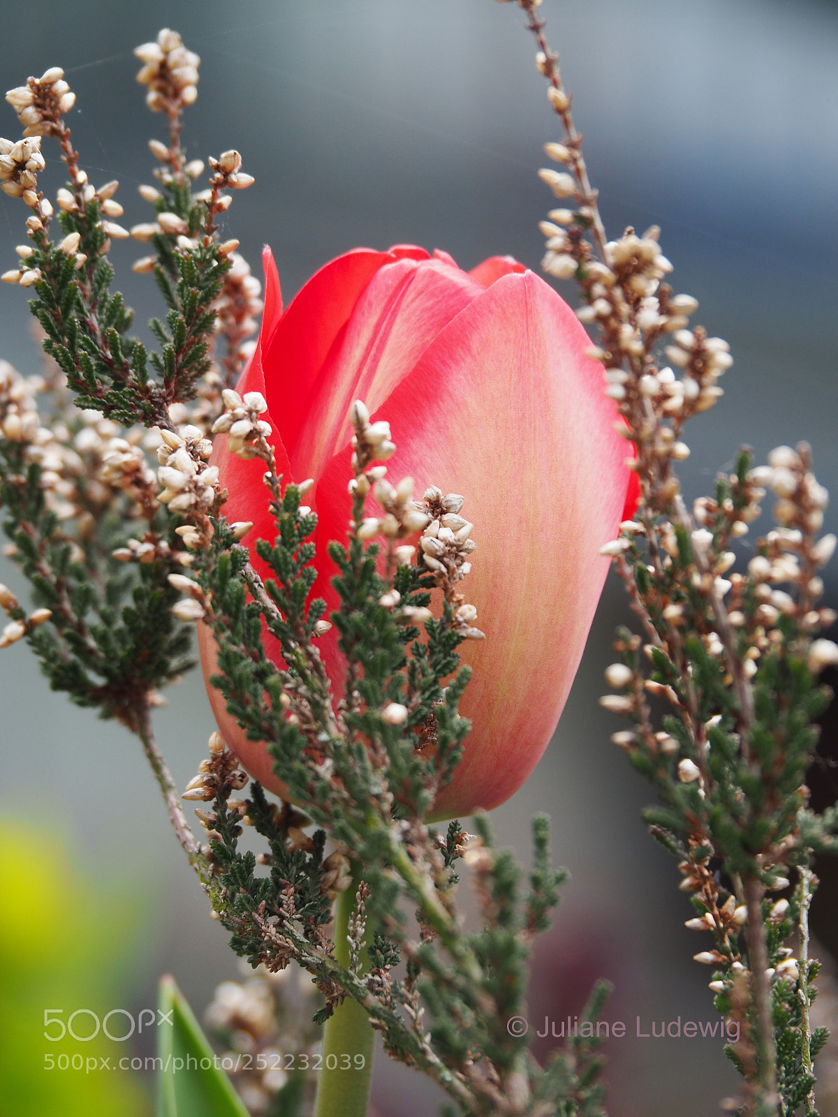 Olympus OM-D E-M10 II sample photo. Frühling photography