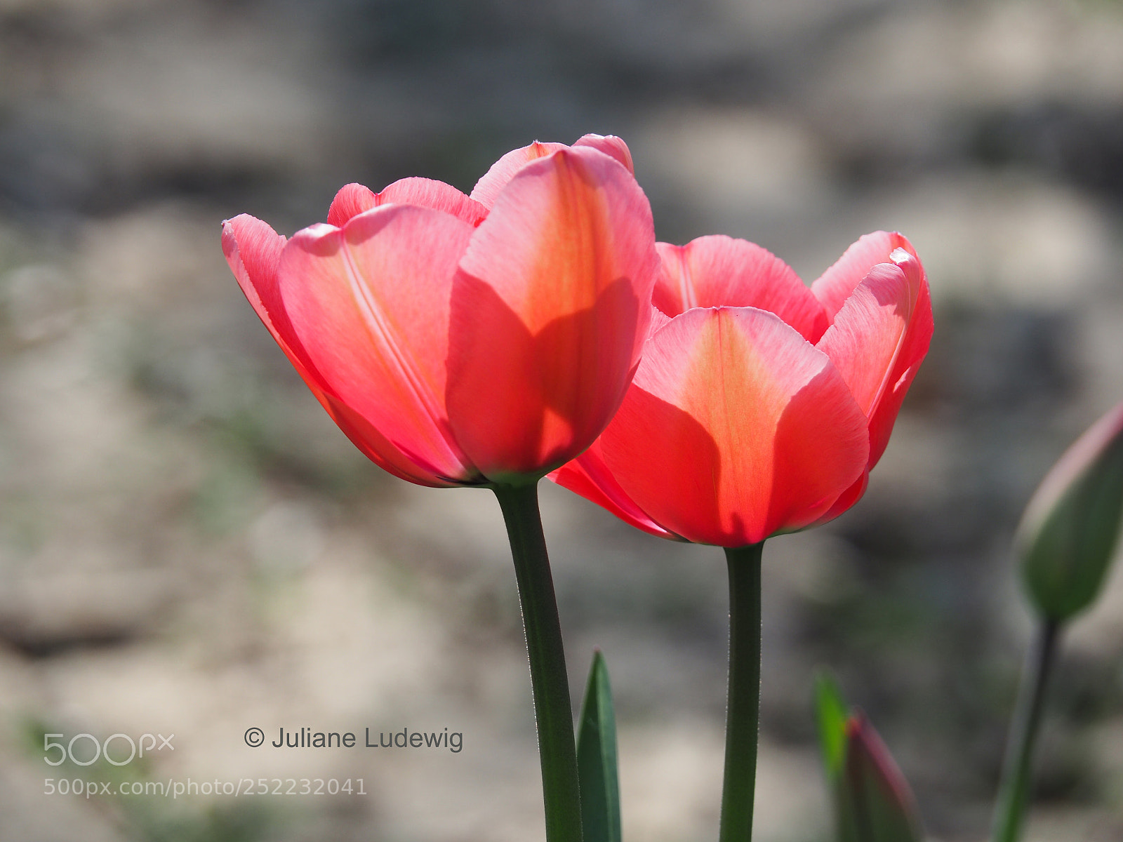 Olympus OM-D E-M10 II sample photo. Frühling photography