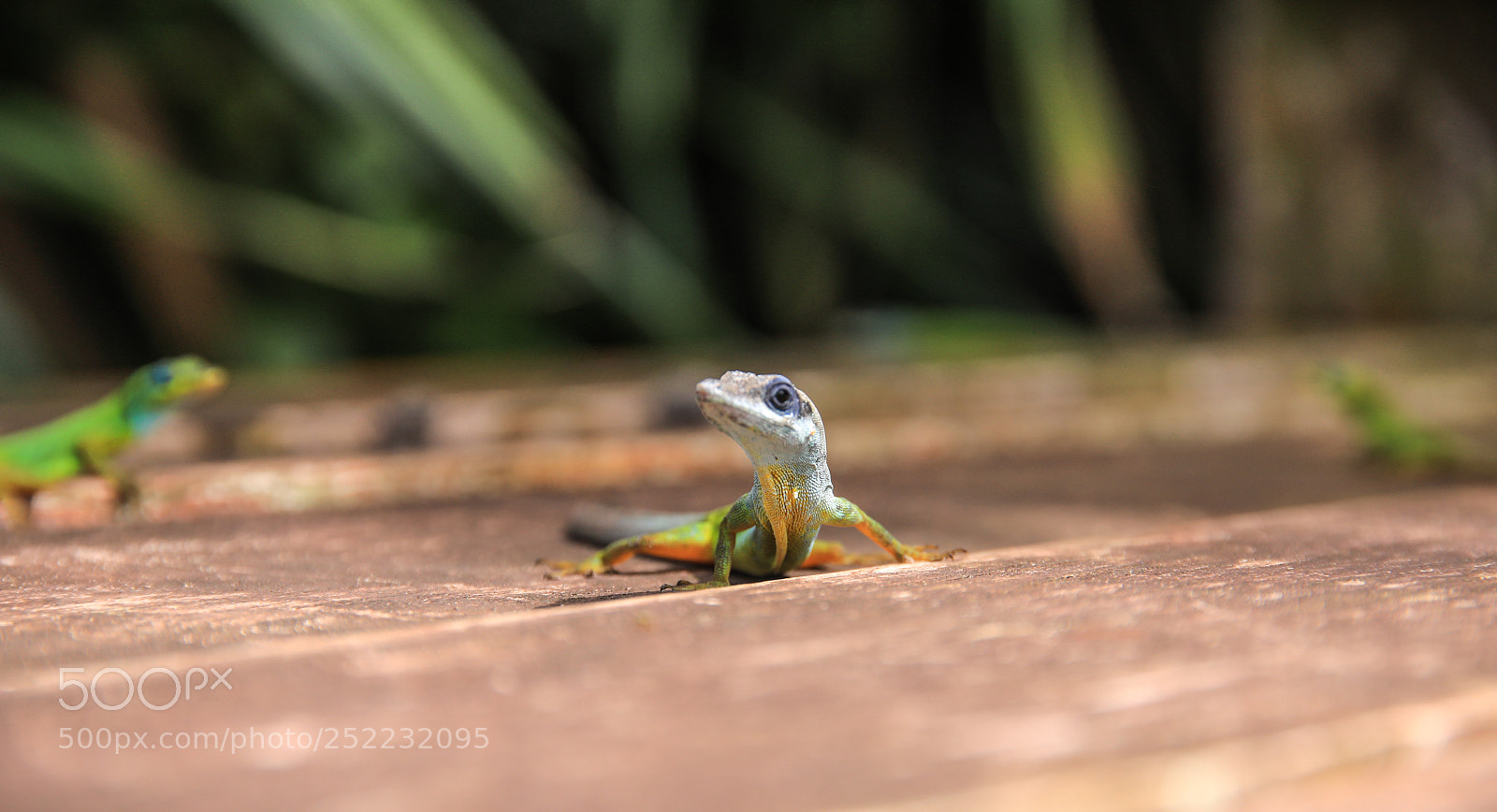 Canon EOS 5D Mark IV sample photo. St. vincent 25 photography