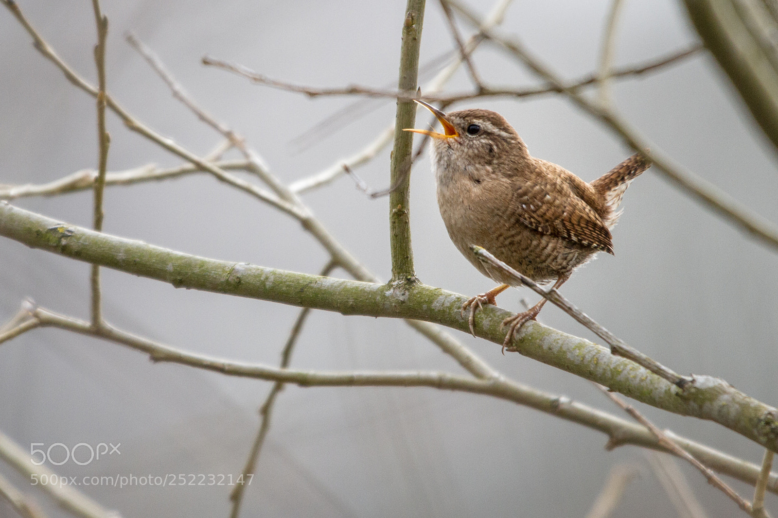 Canon EOS 7D sample photo. Zaunkönig / troglodytes troglodytes photography
