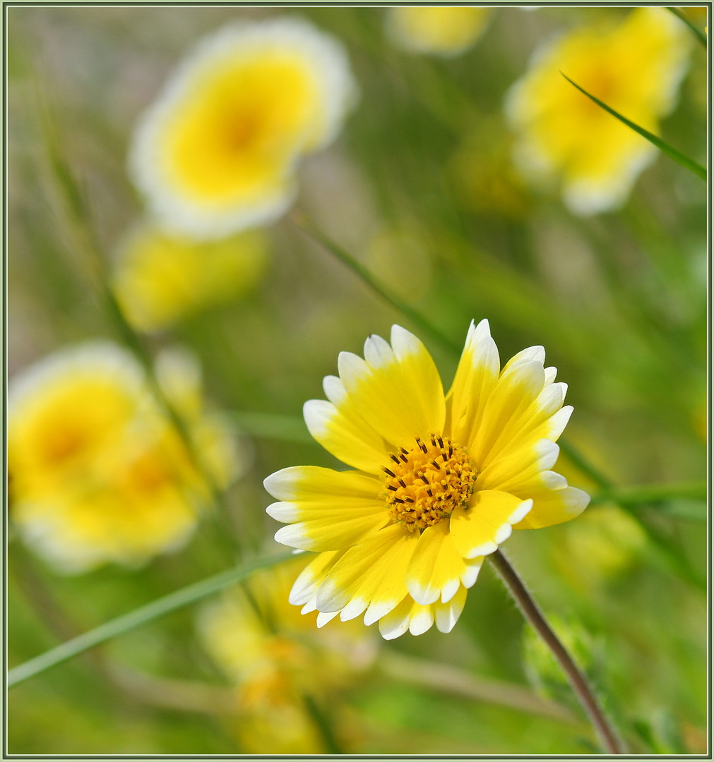 Sigma 105mm F2.8 EX DG OS HSM sample photo. Layia platyglossa photography