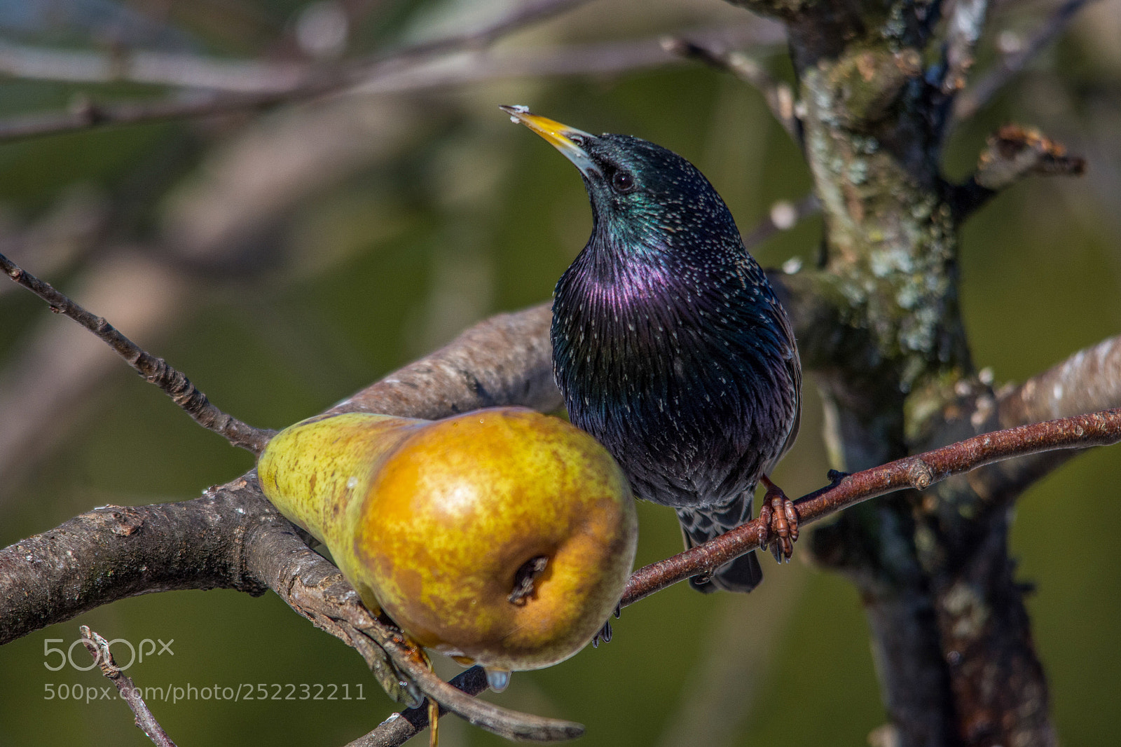 Nikon D7200 sample photo. Starling photography