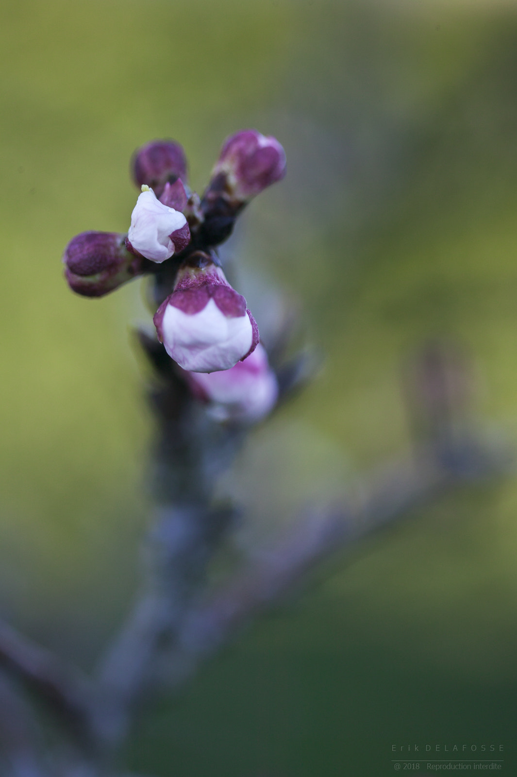 Canon EOS-1Ds sample photo. Bourgeons photography