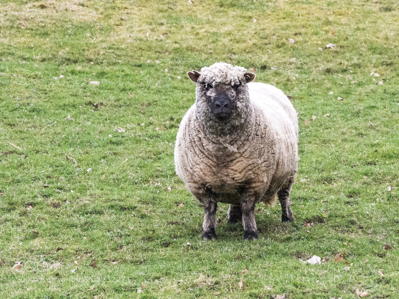 Panasonic DMC-G70 sample photo. Sheep photography