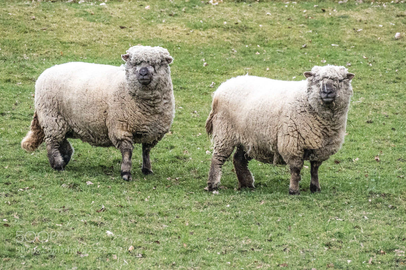 Panasonic DMC-G70 sample photo. Sheep photography