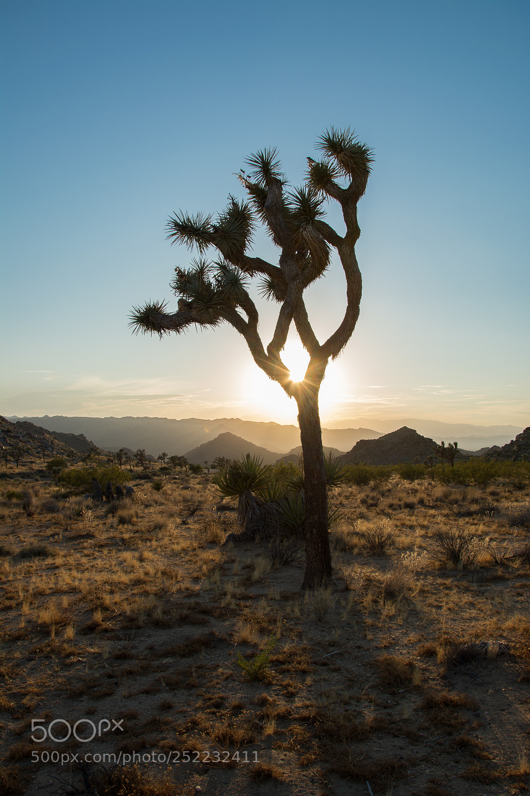 Nikon D5200 sample photo. Joshua tree photography