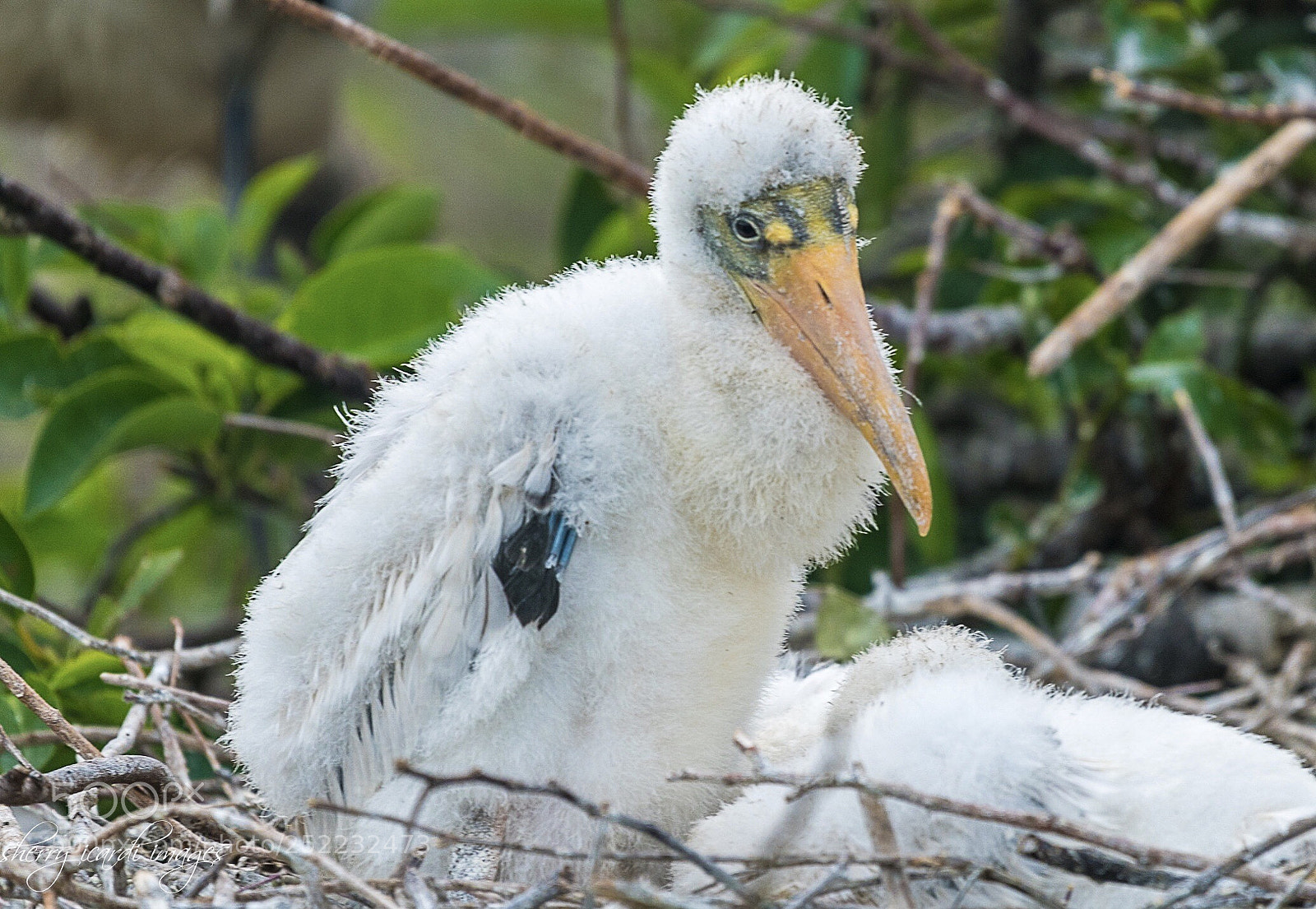 Nikon D850 sample photo. Wood stork hatchling photography