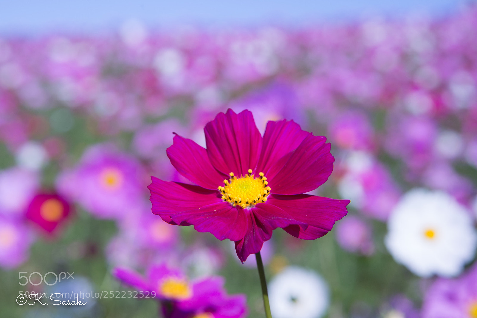 Nikon Df sample photo. Cosmos  photography